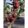 Tomate cerise - Blueberry - BIO