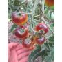 Tomate cerise - Indigo Goldberries - BIO