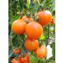 Tomate - Auriga - BIODYNAMIQUE