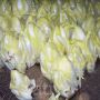 Endive - Di Bruxelles - BIODYNAMIQUE