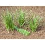 Allium tuberosum - Ciboulette de Chine / Ciboulail - BIODYNAMIQUE