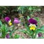 Viola tricolor - Pensée sauvage - BIODYNAMIQUE