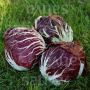 Radicchio - Palla rossa - Vinci (1102) TT - BIODYNAMIQUE - 50% de remise pour cause de germination réduite