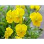 Viola cornuta - Pensée à corne - BIODYNAMIQUE