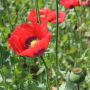 Papaver somniferum - Pavot - rouge - BIO