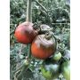 Tomate - Black Seaman - BIO