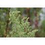 Artemisia annua - Armoise annuelle - BIO