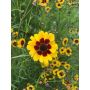 Coreopsis tinctoria - Coréopsis des teinturiers - BIO