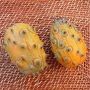 Concombre du Kénia - Kiwano - BIO