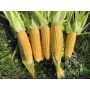 Maïs sucré - Ashworth - BIODYNAMIQUE - 50% de remise - germination réduite