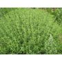 Sarriette des montagnes - Satureja montana - BIO - 50% remise - germination réduite