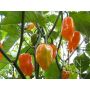 Piment - Habanero Orange - BIODYNAMIQUE - 50% remise - germination réduite