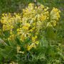 Primula veris - Primevère officinale - BIODYNAMIQUE