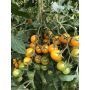 Tomate cerise - Cerise Gelb - BIO