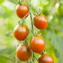 Tomate cerise - Bronzy - BIO