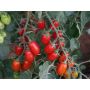 Tomate - Datella - BIODYNAMIQUE