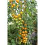 Tomate cerise - Goldkrone - BIODYNAMIQUE