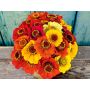 Zinnia elegans - Zinnia 'Sommer in Orange' - BIODYNAMIQUE - 50% remise - germination réduite