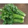 Céleri branche - Tall Utah - BIODYNAMIQUE