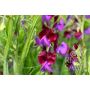 Lathyrus odoratus - Pois de senteur 'Cupani' - BIODYNAMIQUE