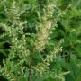 Teucrium scorodonia - Germandrée scorodoine - BIODYNAMIQUE