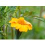 Tagetes patula - Tagètes pour la lutte contre les nématodes - BIODYNAMIQUE