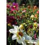 Dahlia hortensis - Dahlia annuel "Unwins Mix" - BIODYNAMIQUE