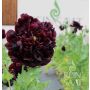Papaver somniferum var. paeoniflorum - Sierpapaver 'Black Peony' - BIODYNAMIQUE