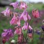 Aquilegia hybrida - Ancolie - BIODYNAMIQUE