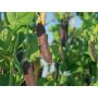 Pois Potager à écosser - Blauwschokker - BIO