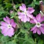 Silene dioica - Compagnon rouge - BIO