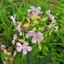 Saponaria officinalis - Sapponaire officinale  - BIO