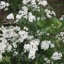 Achillea millefolium spp. colina - Achillée des collines - BIODYNAMIQUE