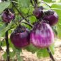 Aubergine - Tonda Violetta - BIODYNAMIQUE