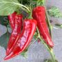 Piment - Gorria - BIODYNAMIQUE