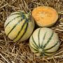 Melon Charentais - Celeste N2 - BIO