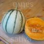 Melon Charentais - Selene N1 - BIO
