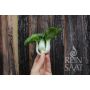 Pakchoï - Tiny Bok Choi - BIODYNAMIQUE