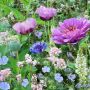 Mélange de fleurs annuelle - Violetta - BIO