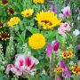 Mélange de fleurs annuelle - Rayon d'Or - BIO