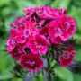 Dianthus barbatus - Oeillet du poète 'Oeschberg' - BIODYNAMIQUE
