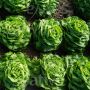 Laitue pommée - sélection BL206-20 - BIO