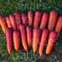 Carotte - Rouge Sang - BIO