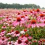 Echinacea purpurea - Échinacée pourpre - BIO