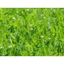 Serradella - Ornithopus sativus - 50 g - pour 12 m² - BIO