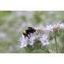 Fleurs de bourdons de Visselhövede - 30 g - pour 10 m² - BIO