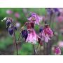 Aquilegia vulgaris - Ancolie - BIODYNAMIQUE