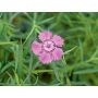 Dianthus amurensis - Oeillet de Siberie - BIODYNAMIQUE