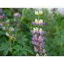 Lupinus mutabilis - Lupin andin - BIODYNAMIQUE