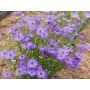 Brachyscome iberidifolia - Brachycome à feuille d’ibéris - BIODYNAMIQUE